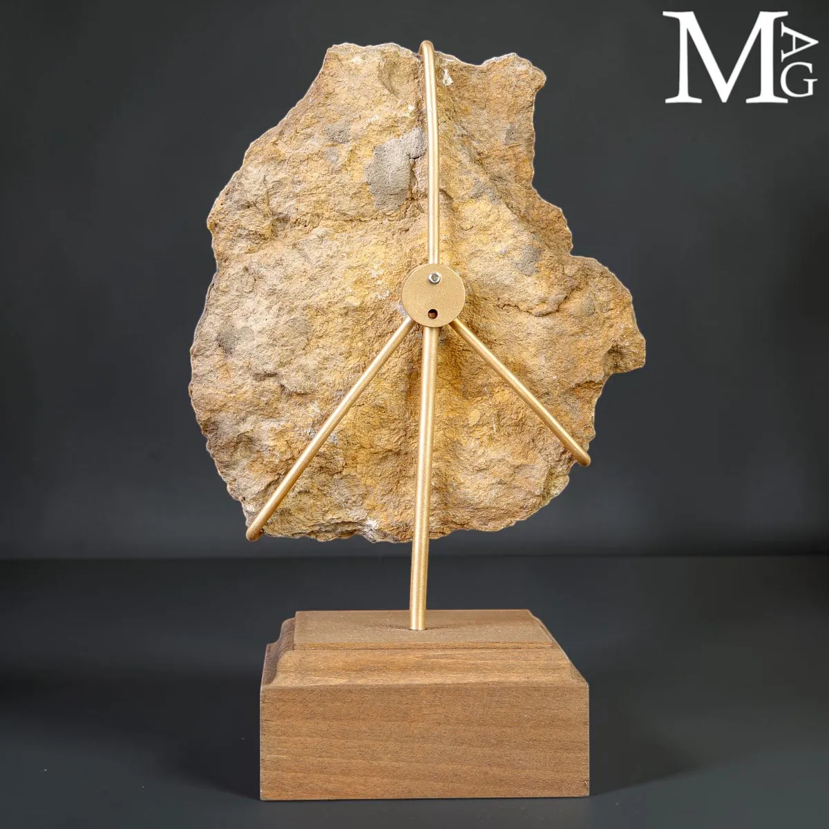 Asterocidaris Bistriata – Echinoide Fossile su Matrice – Spagna