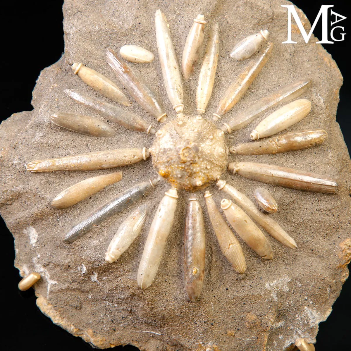 Asterocidaris Bistriata – Echinoide Fossile su Matrice – Spagna