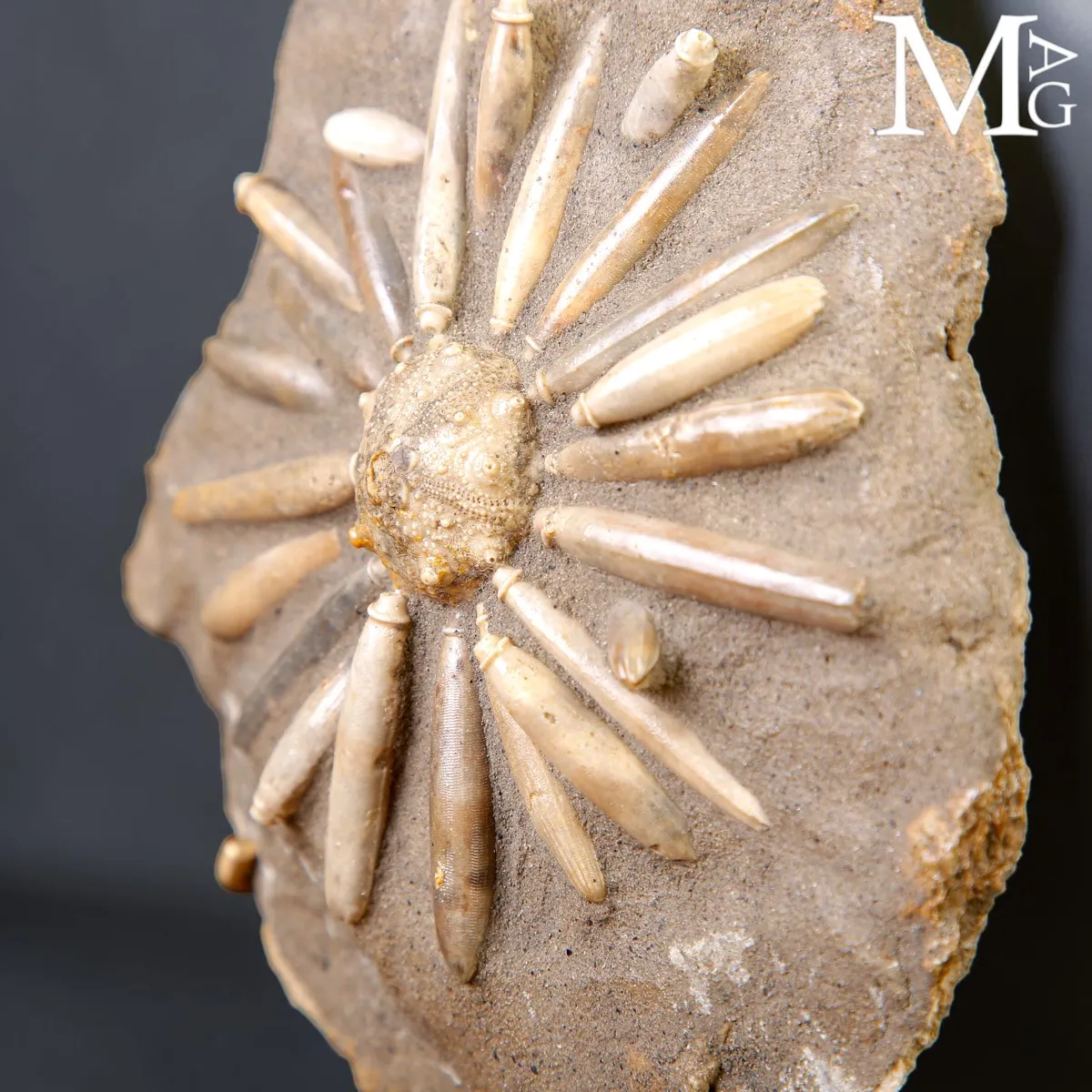 Asterocidaris Bistriata – Echinoide Fossile su Matrice – Spagna