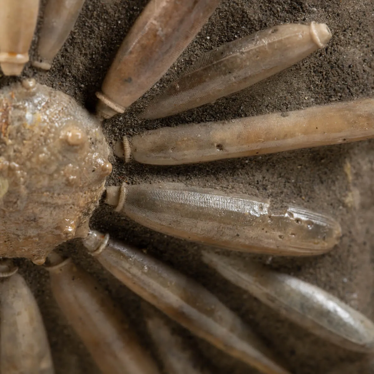 Asterocidaris Bistriata: Eleganza Preistorica.