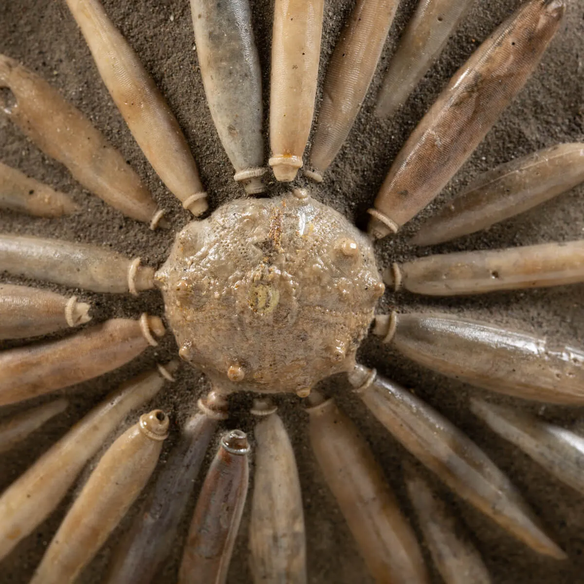 Asterocidaris Bistriata: Eleganza Preistorica.