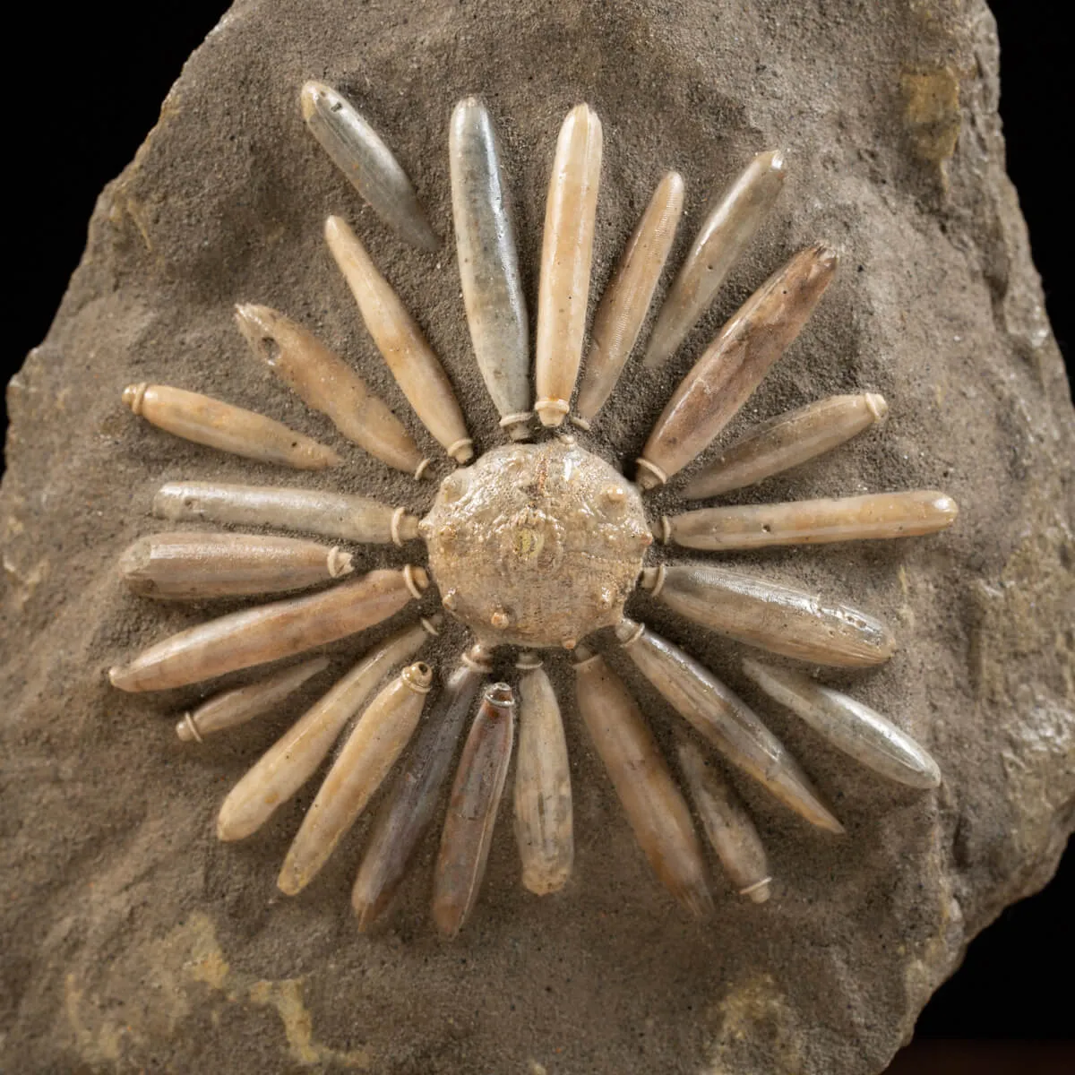 Asterocidaris Bistriata: Eleganza Preistorica.