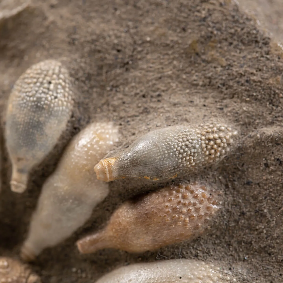 Pseudocidaris Mammosa
