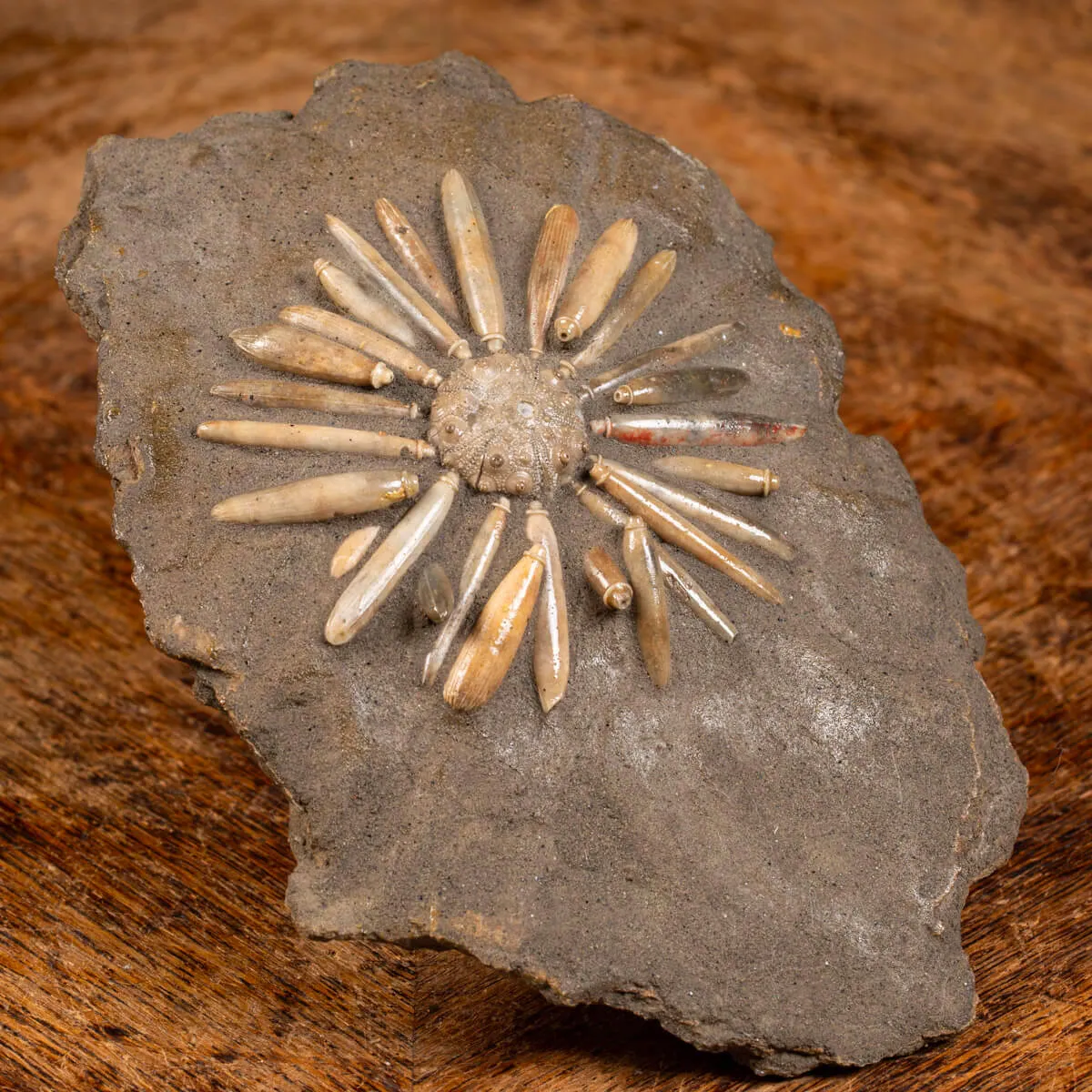 Asterocidaris Bistriata