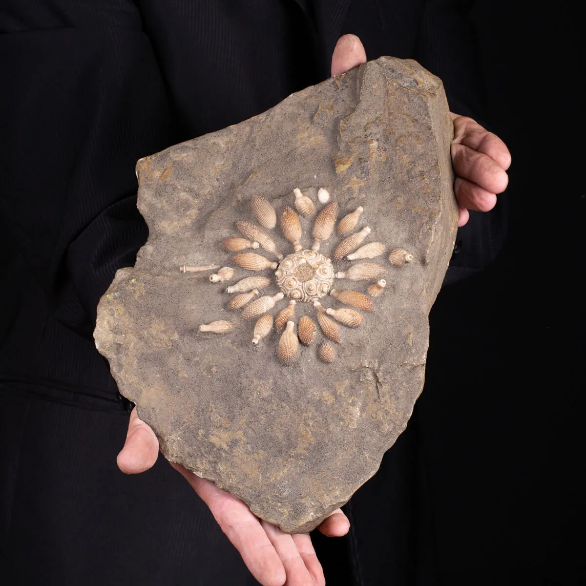 Pseudocidaris Mammosa: Fossile su Matrice.
