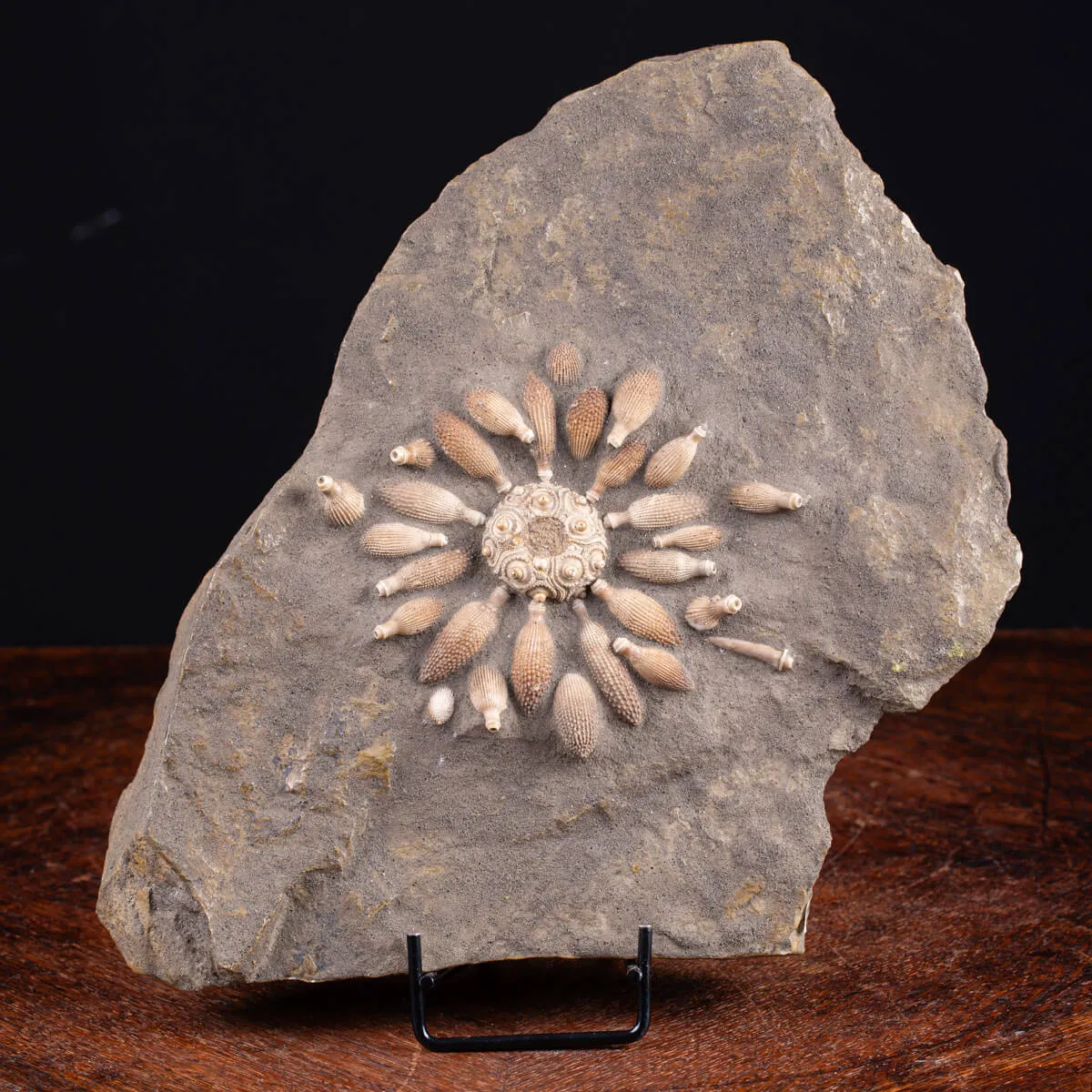Pseudocidaris Mammosa: Fossile su Matrice.