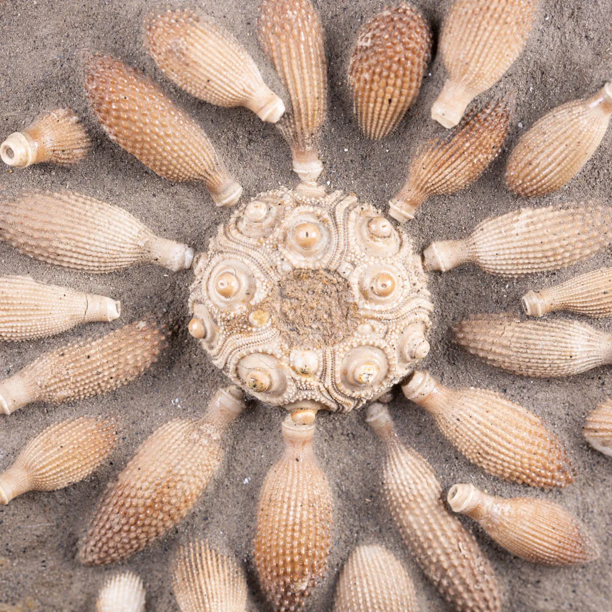 Pseudocidaris Mammosa: Fossile su Matrice.