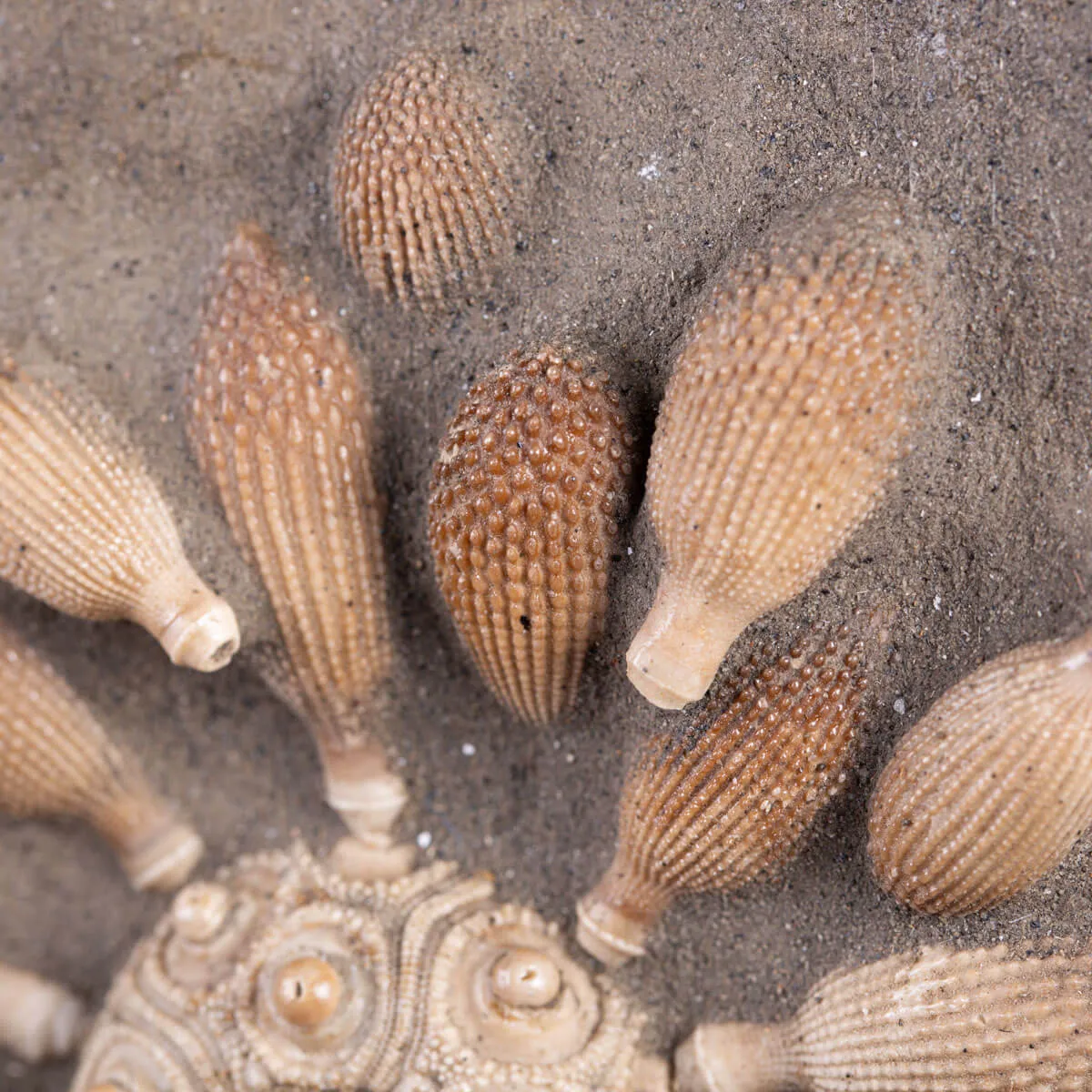 Pseudocidaris Mammosa: Fossile su Matrice.