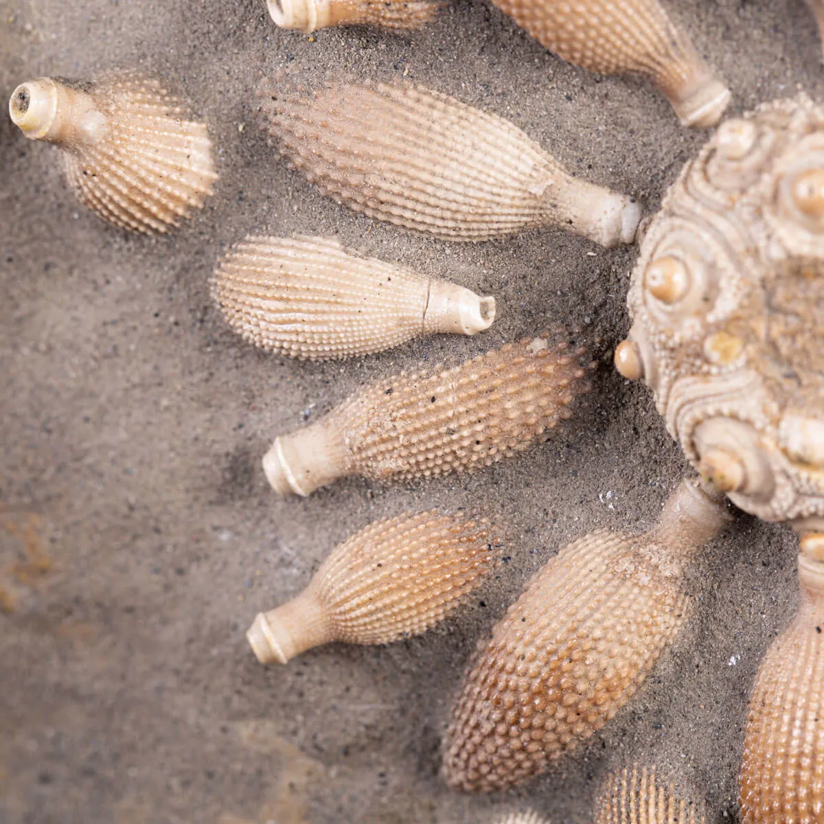 Pseudocidaris Mammosa: Fossile su Matrice.