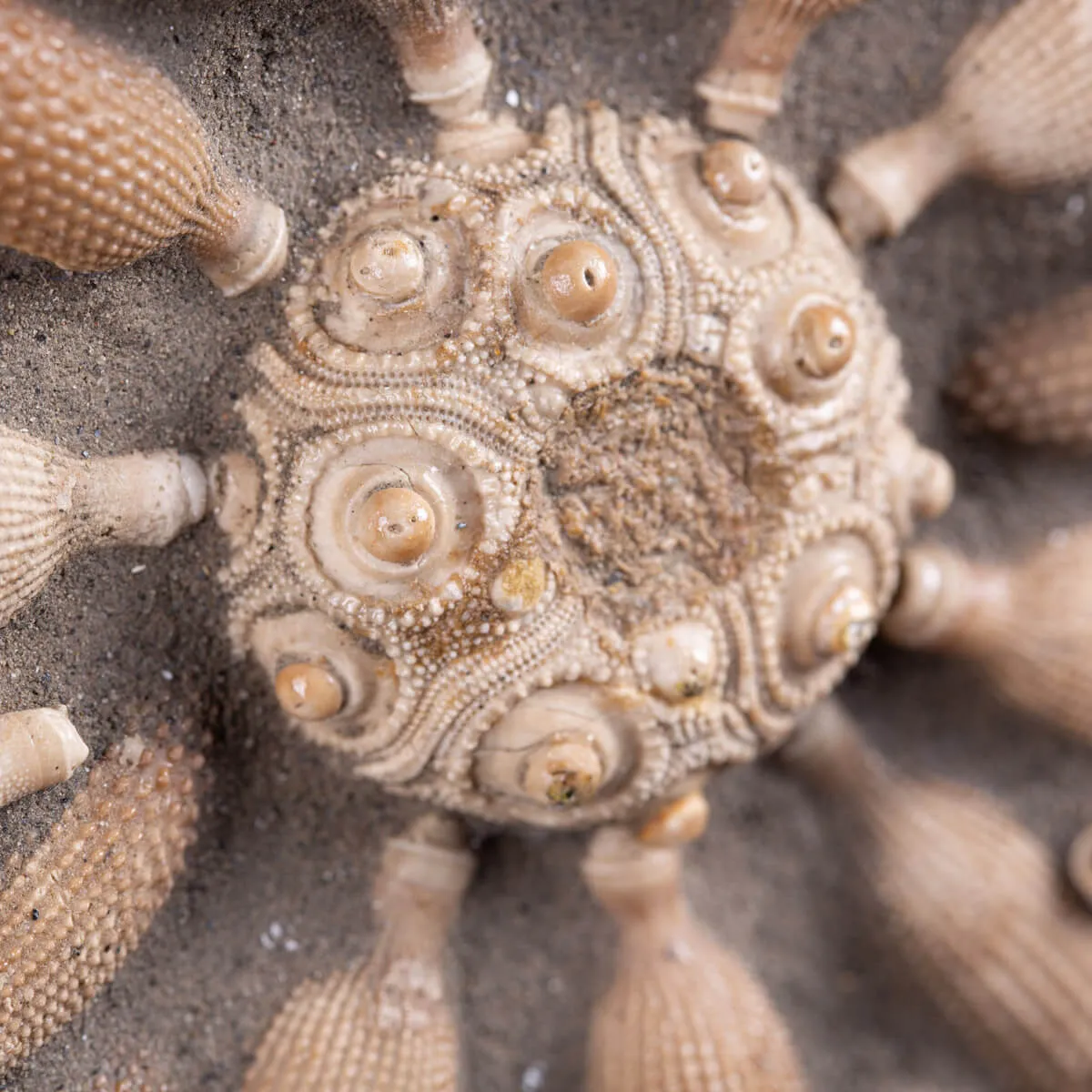 Pseudocidaris Mammosa: Fossile su Matrice.