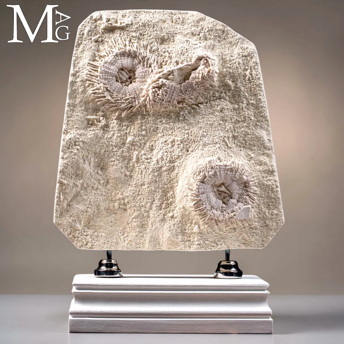 Lastra con Echinoidi Fossili su Matrice Calcarea – Francia