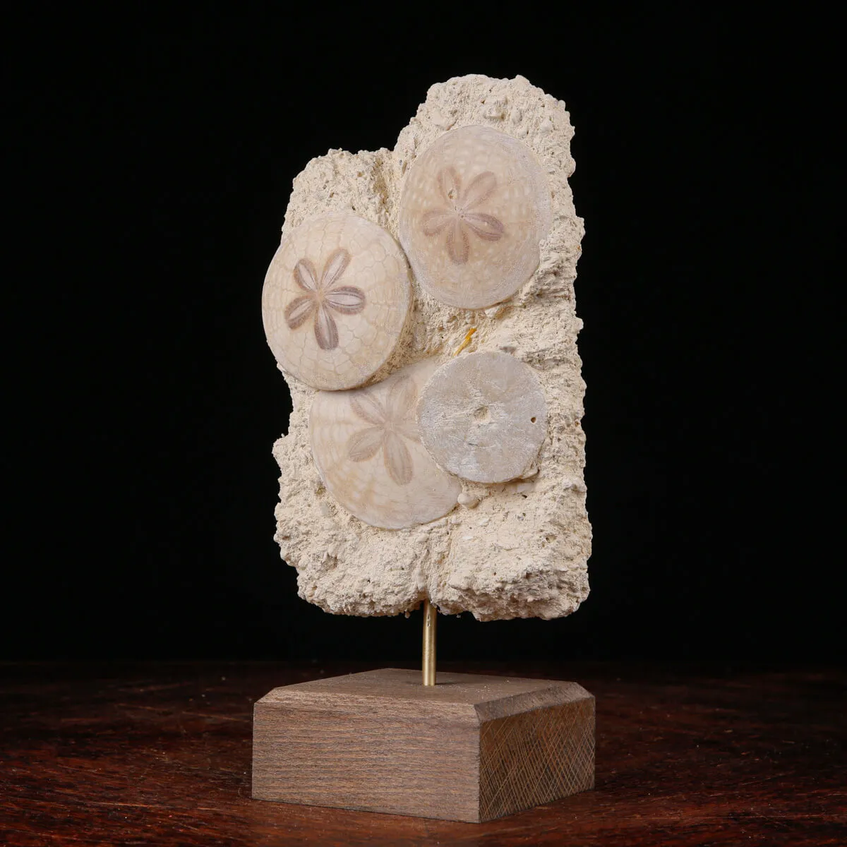 Sand Dollar Eleganza Fossile.