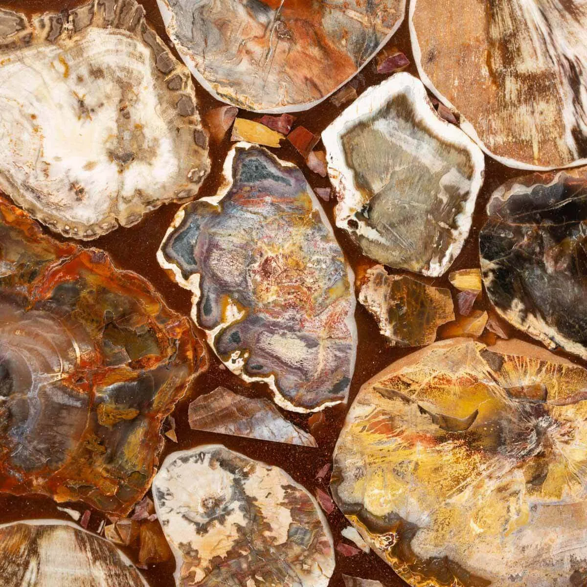 Tavolino in Legno Fossile Pietrificato