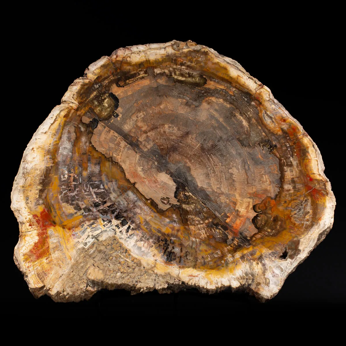Lastra Legno Fossile