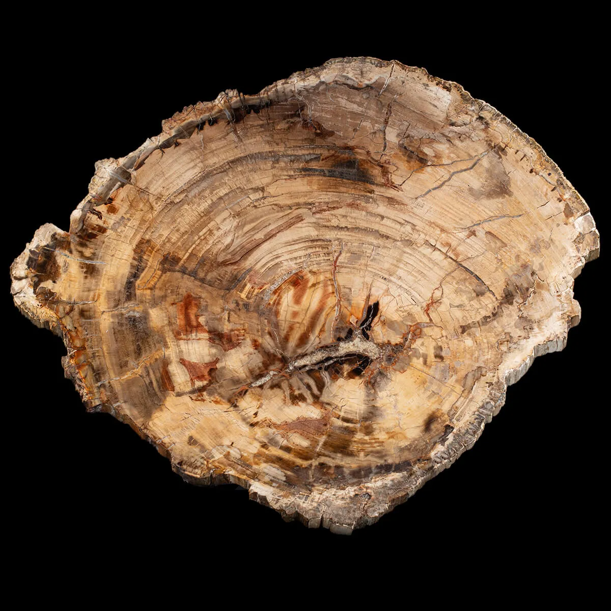 Lastra Legno Fossile