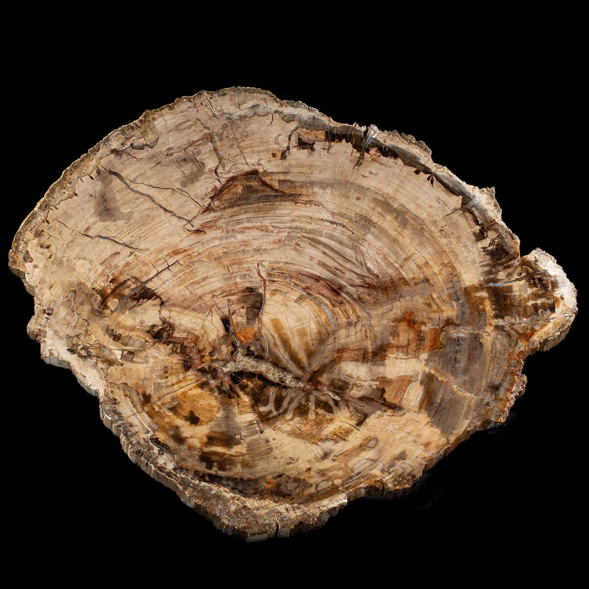 Lastra Legno Fossile