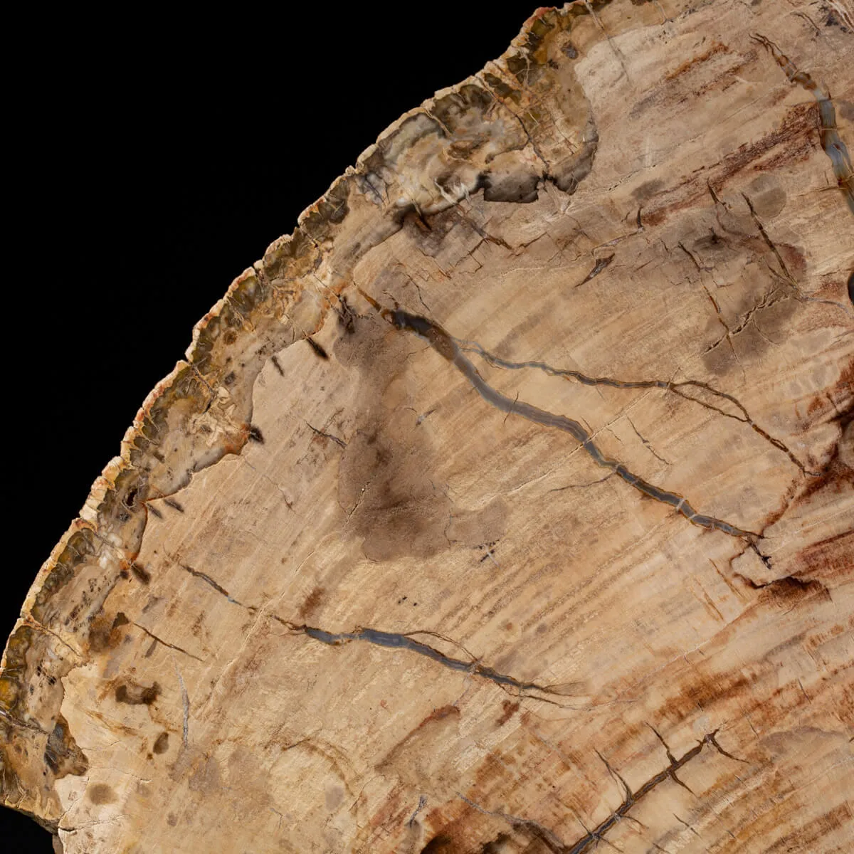 Lastra Legno Fossile