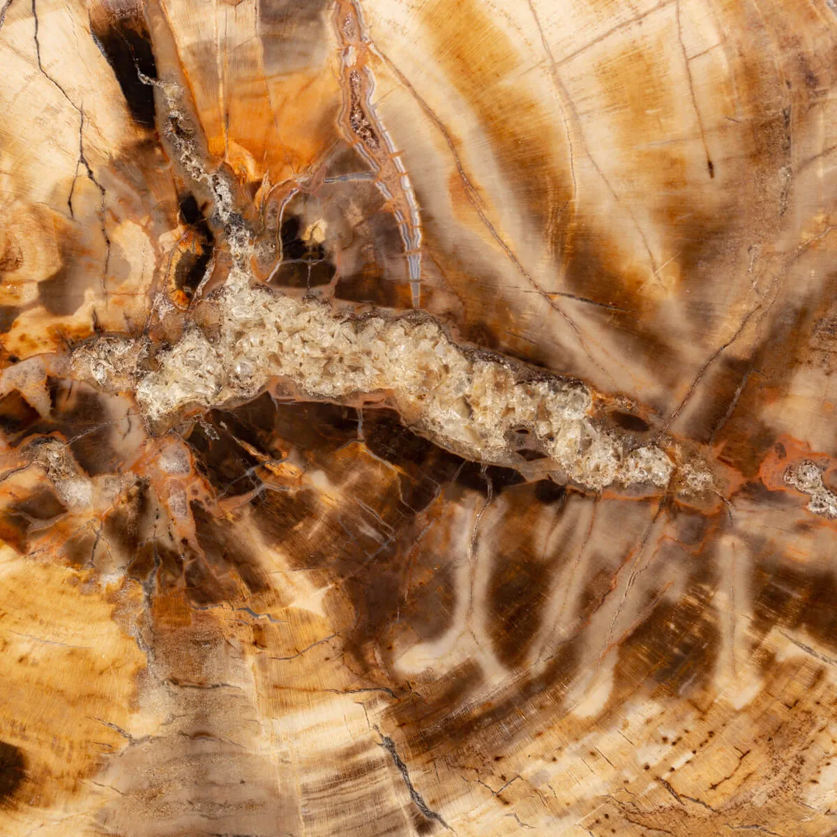 Lastra Legno Fossile