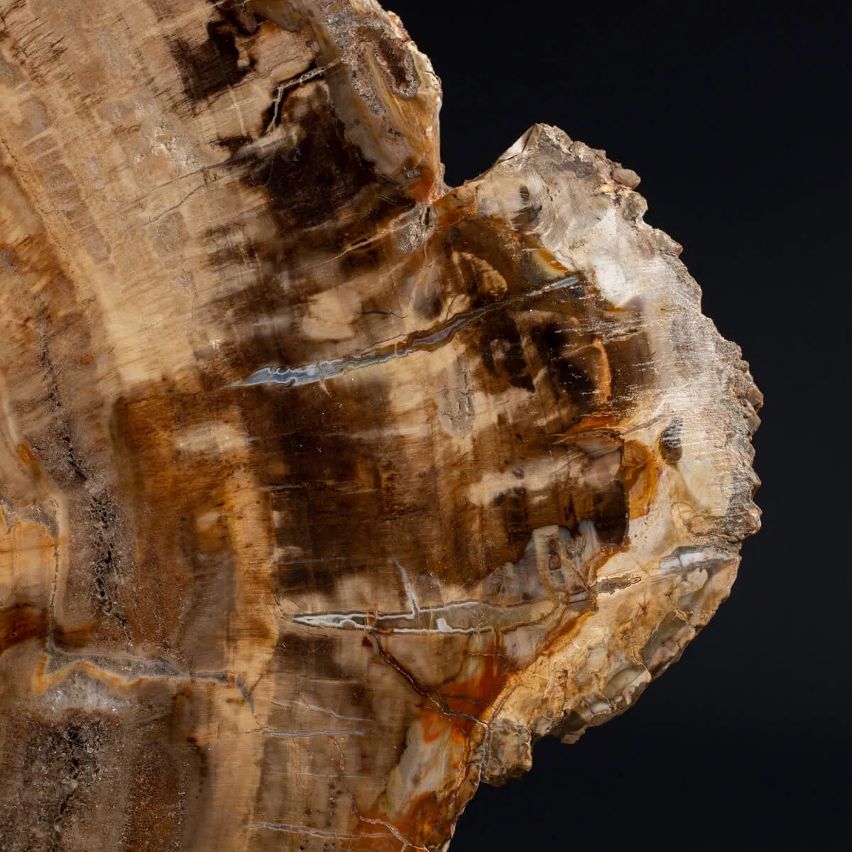 Lastra Legno Fossile