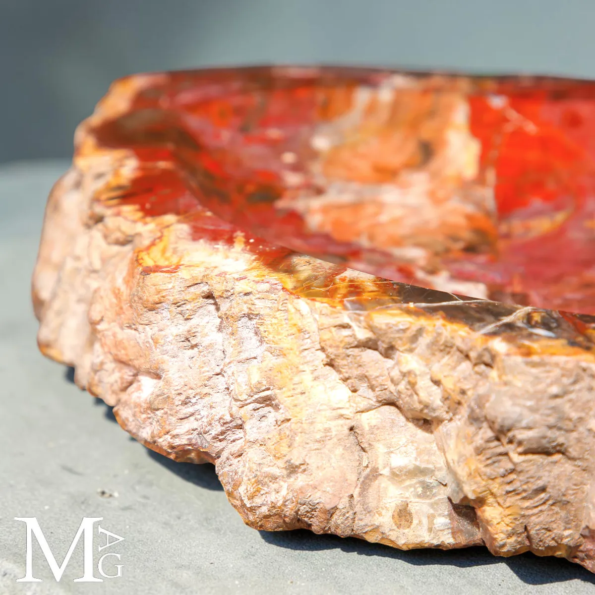 Portaoggetti in Legno Fossile - Foresta Pietrificata