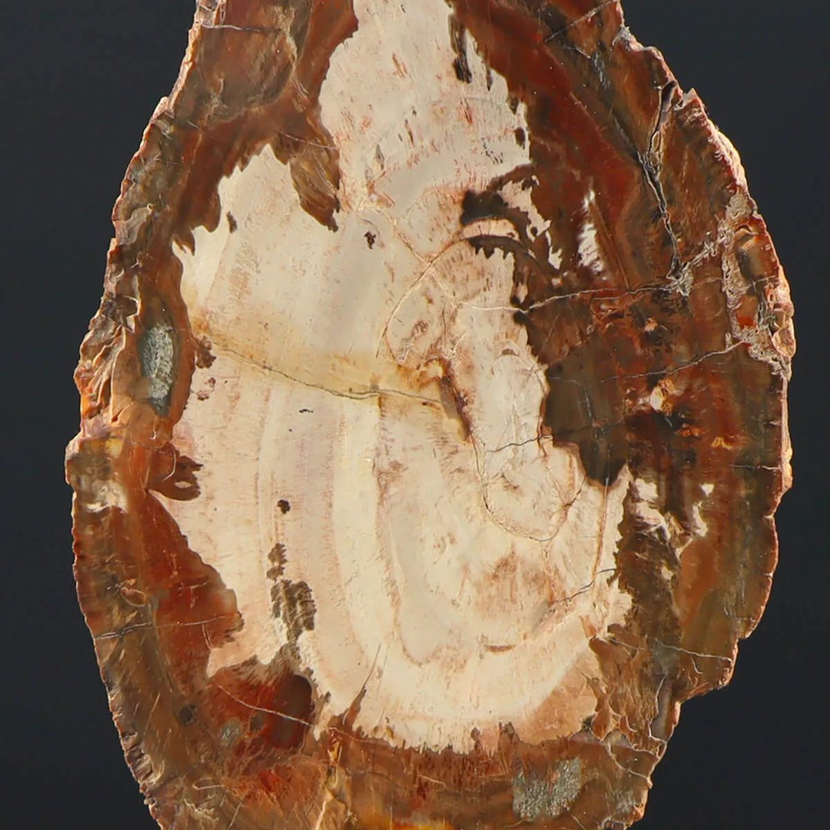 Legno di Auricaria Pietrificata su base