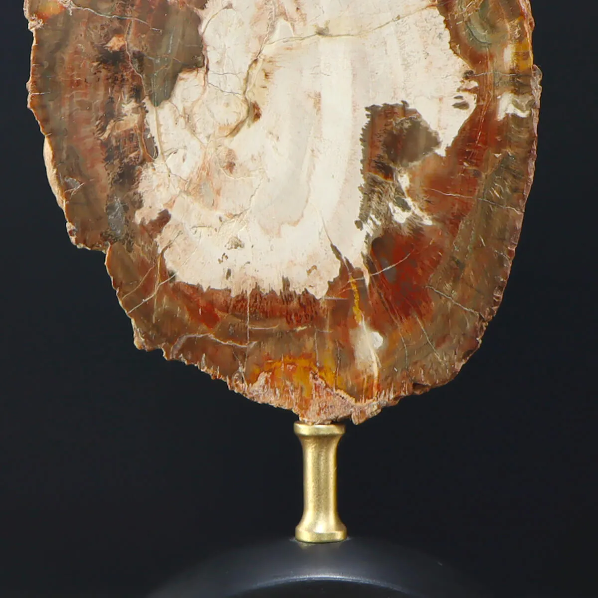 Legno di Auricaria Pietrificata su base