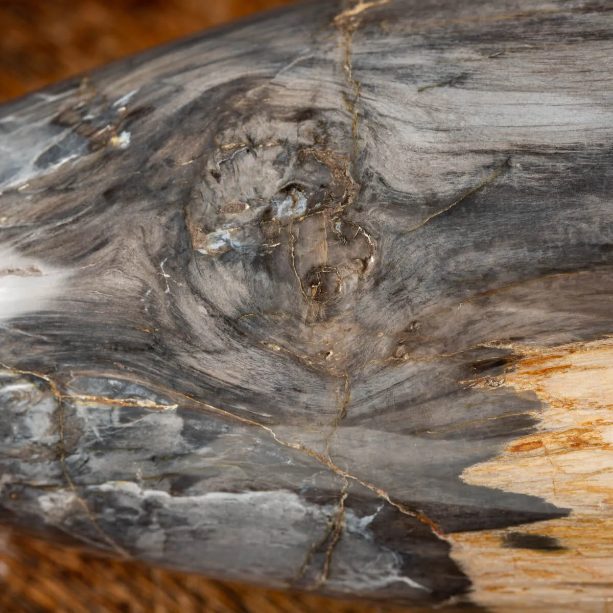 Ovale Legno Pietrificato
