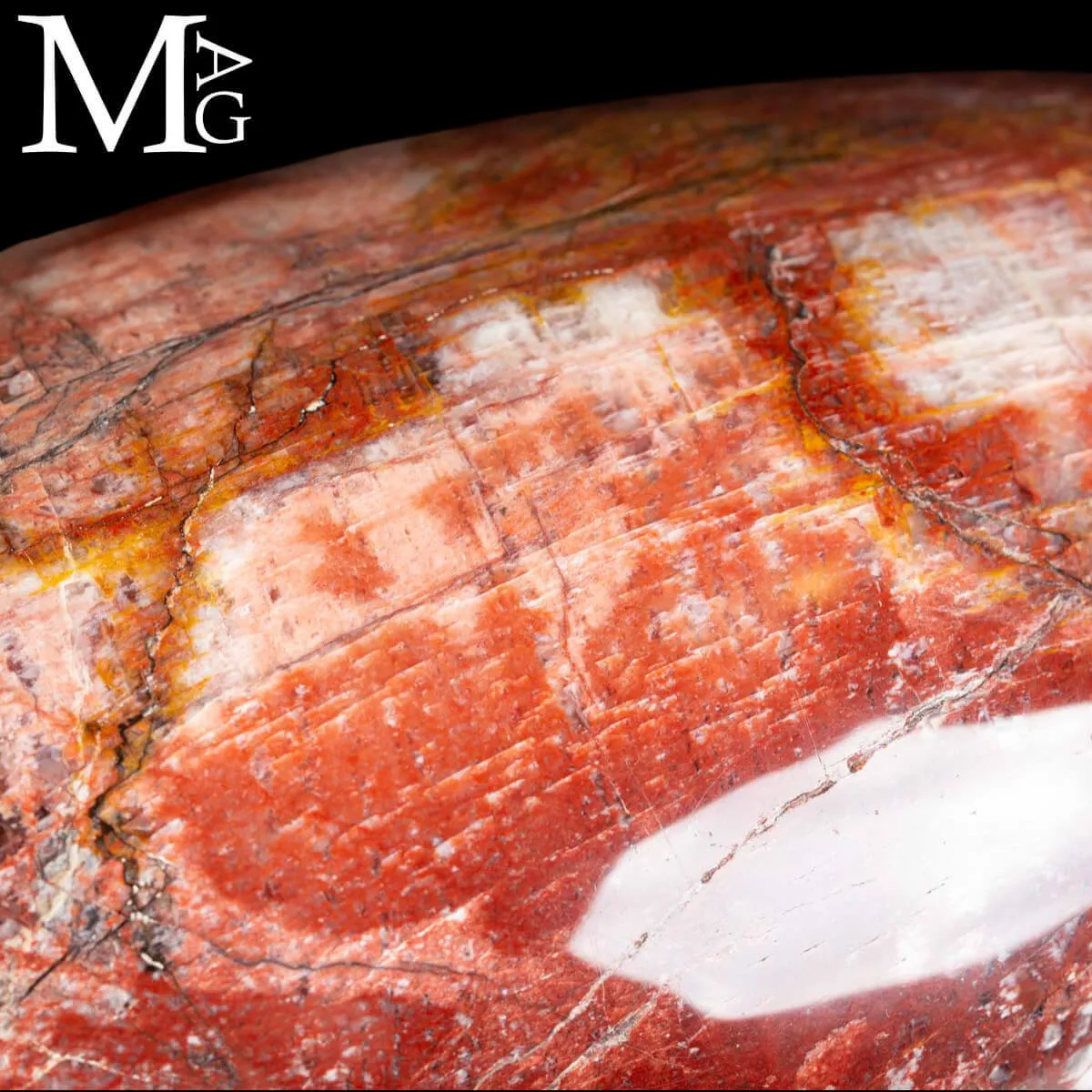 Shiva Lingam in Legno Fossile Agatizzato.