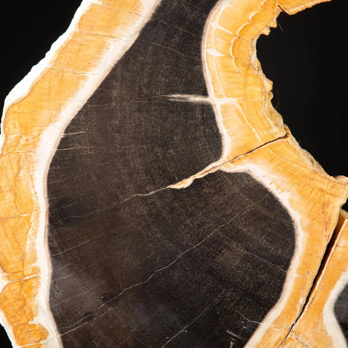 Lastra di Palma Fossile