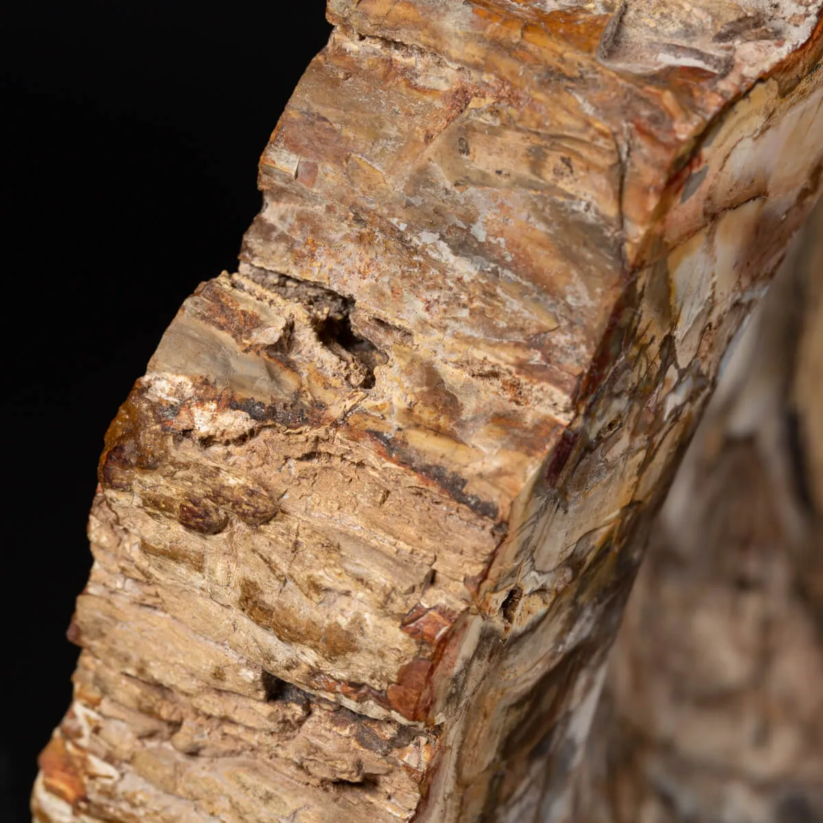 Portaoggetti in Legno Fossile