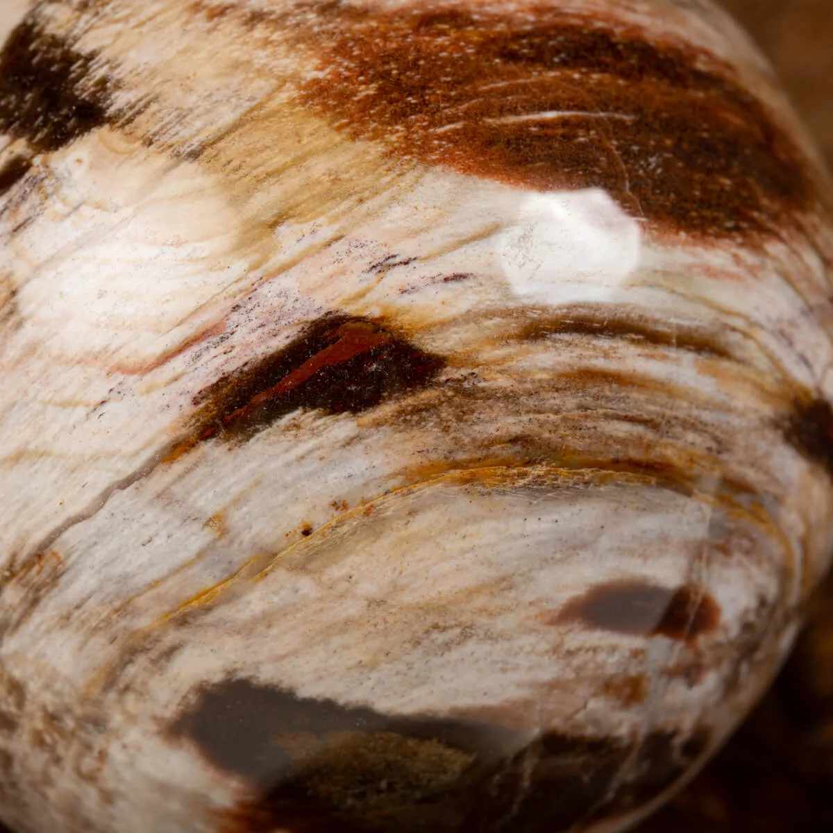 Sfera di Legno Pietrificato