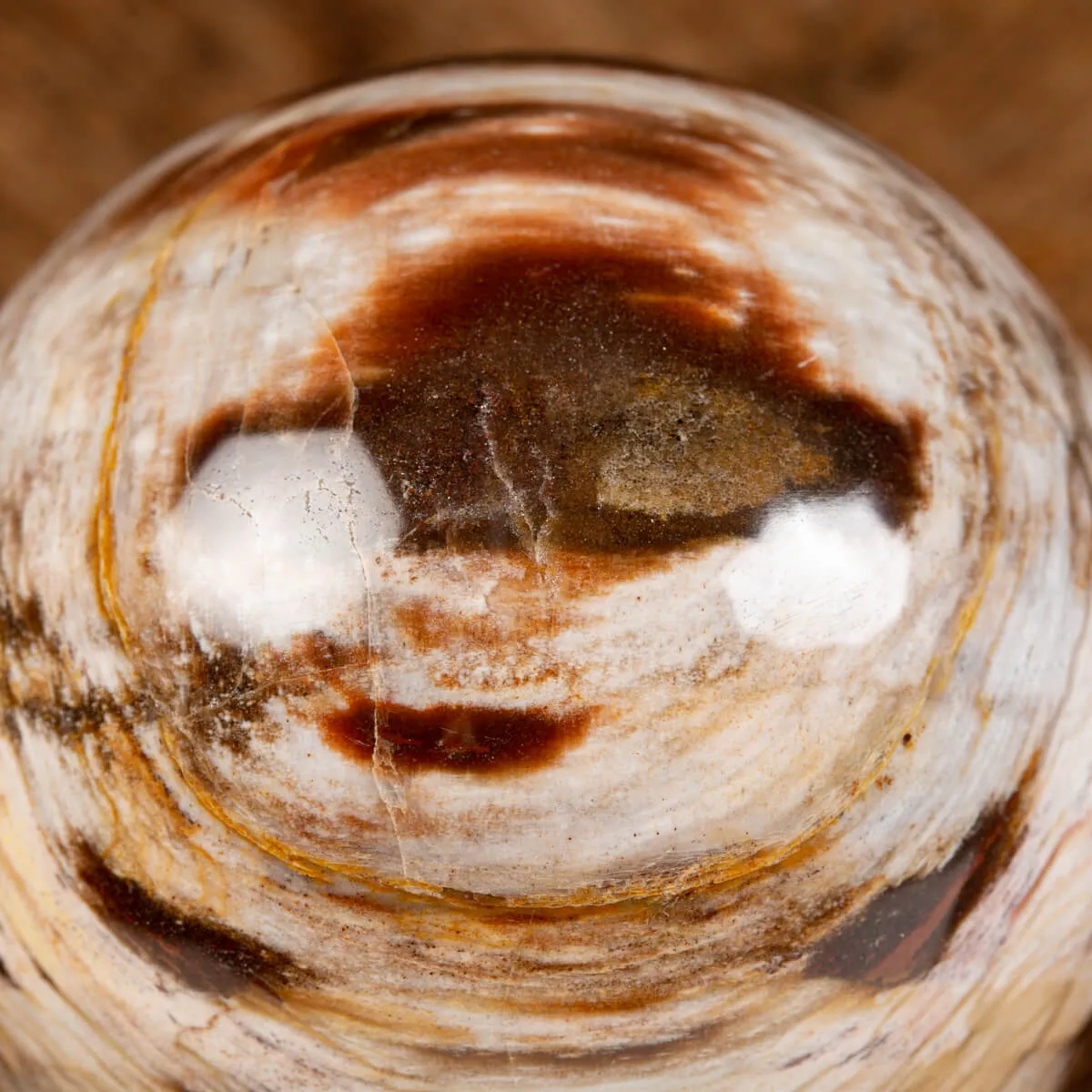 Sfera di Legno Pietrificato