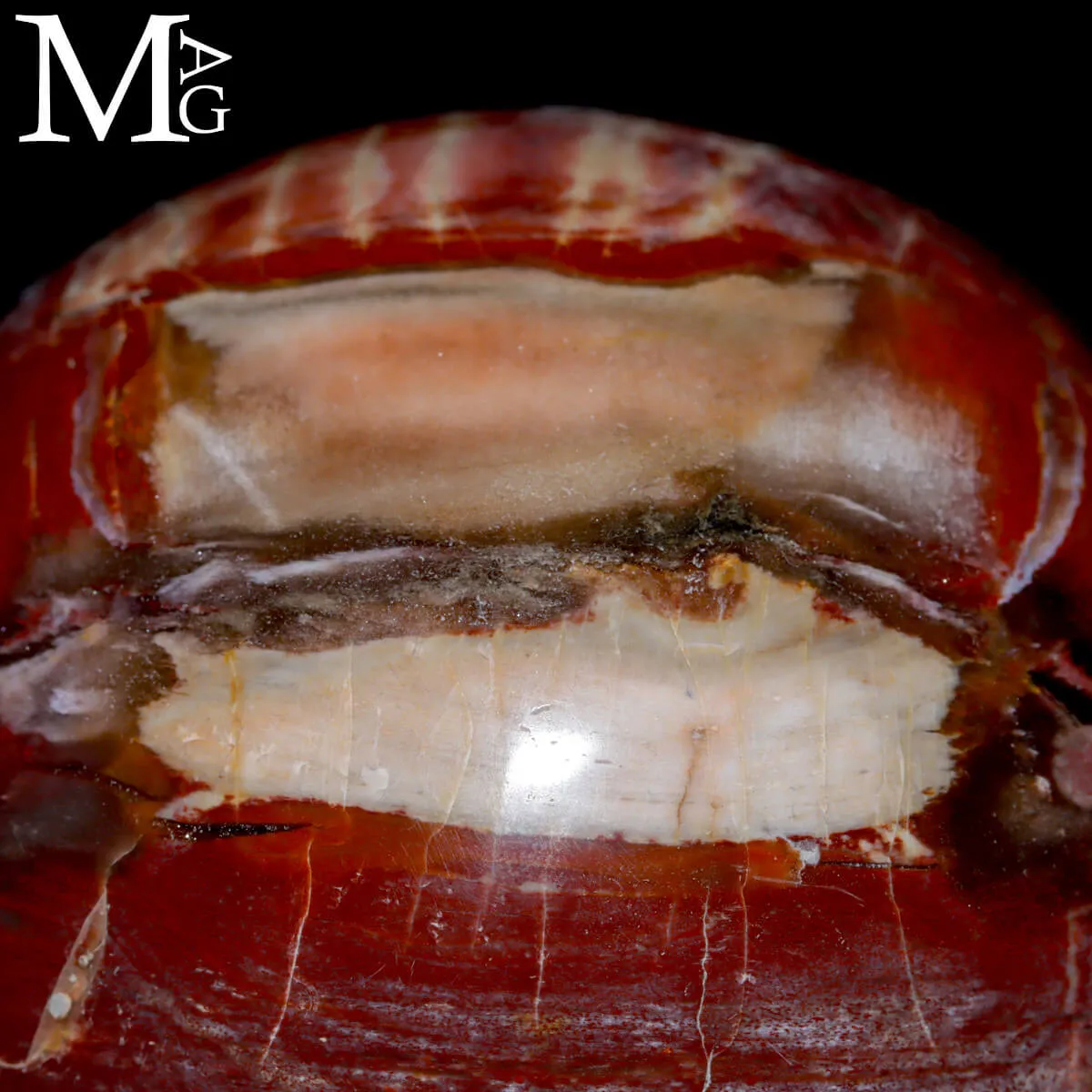 Sfera in Legno Fossile – Madagascar