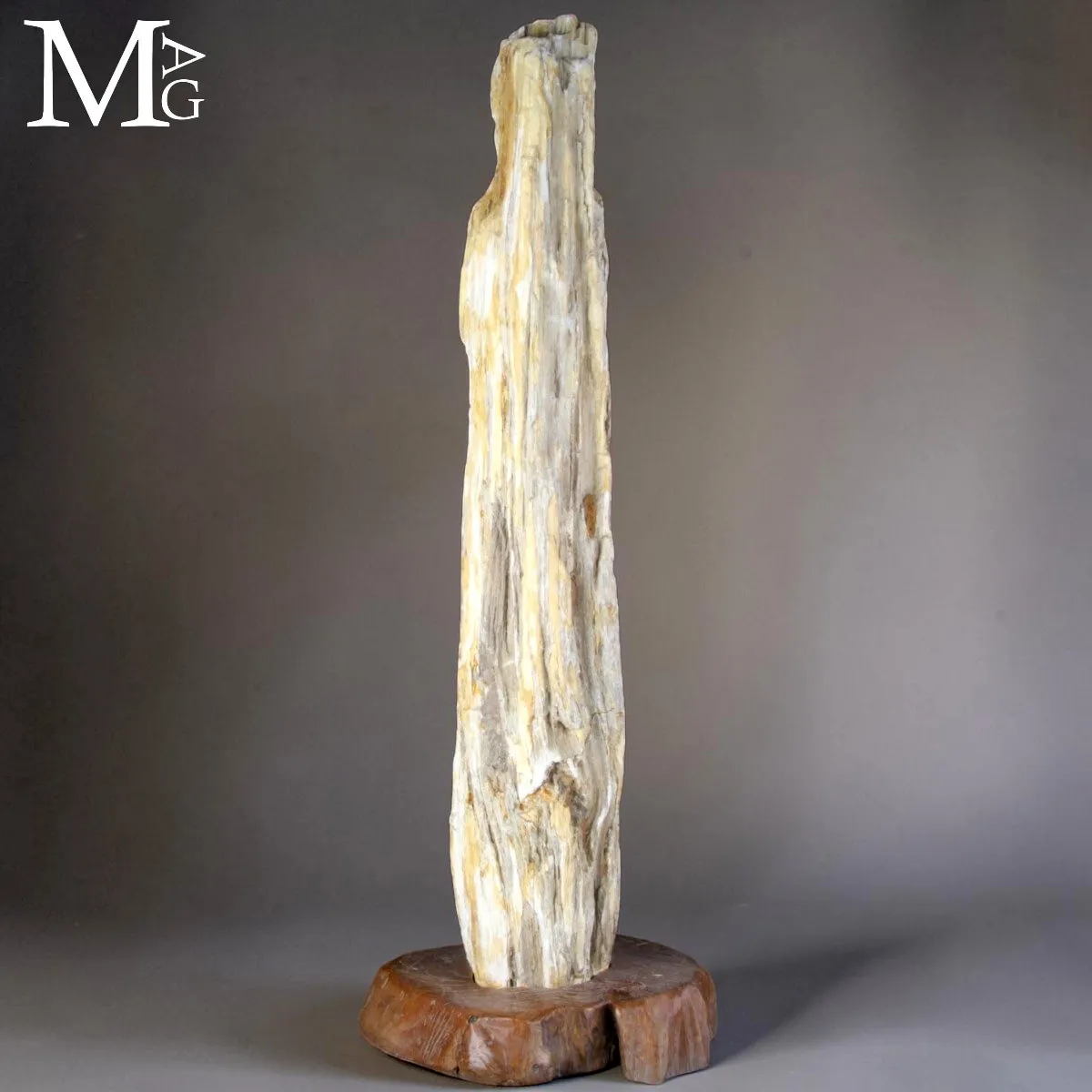 Grande tronco fossile dall’Indonesia su base.
