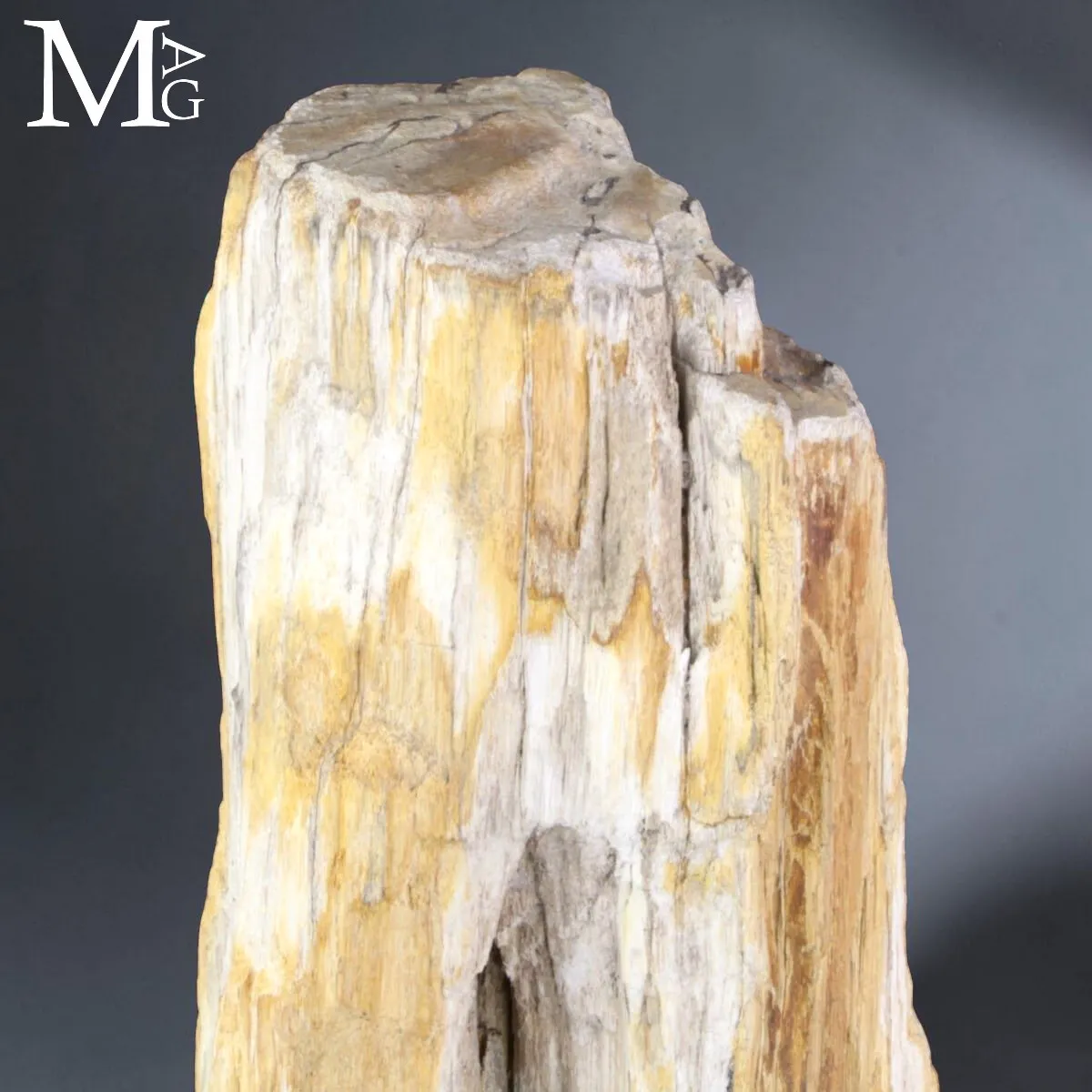 Grande tronco fossile dall’Indonesia su base.