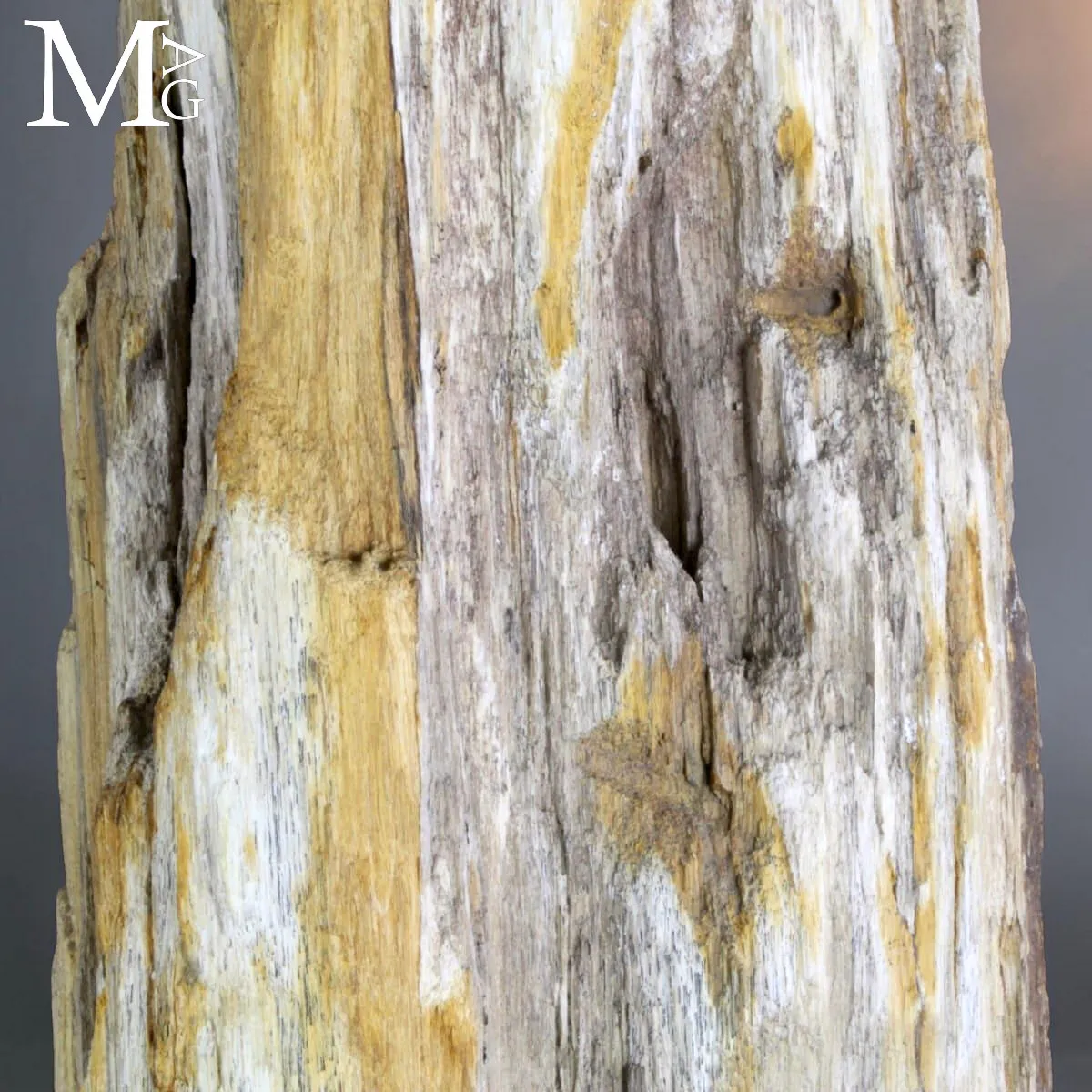 Grande tronco fossile dall’Indonesia su base.