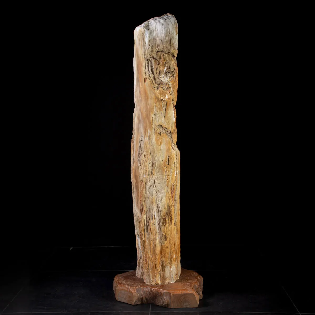Un Interessante tronco di legno fossile.