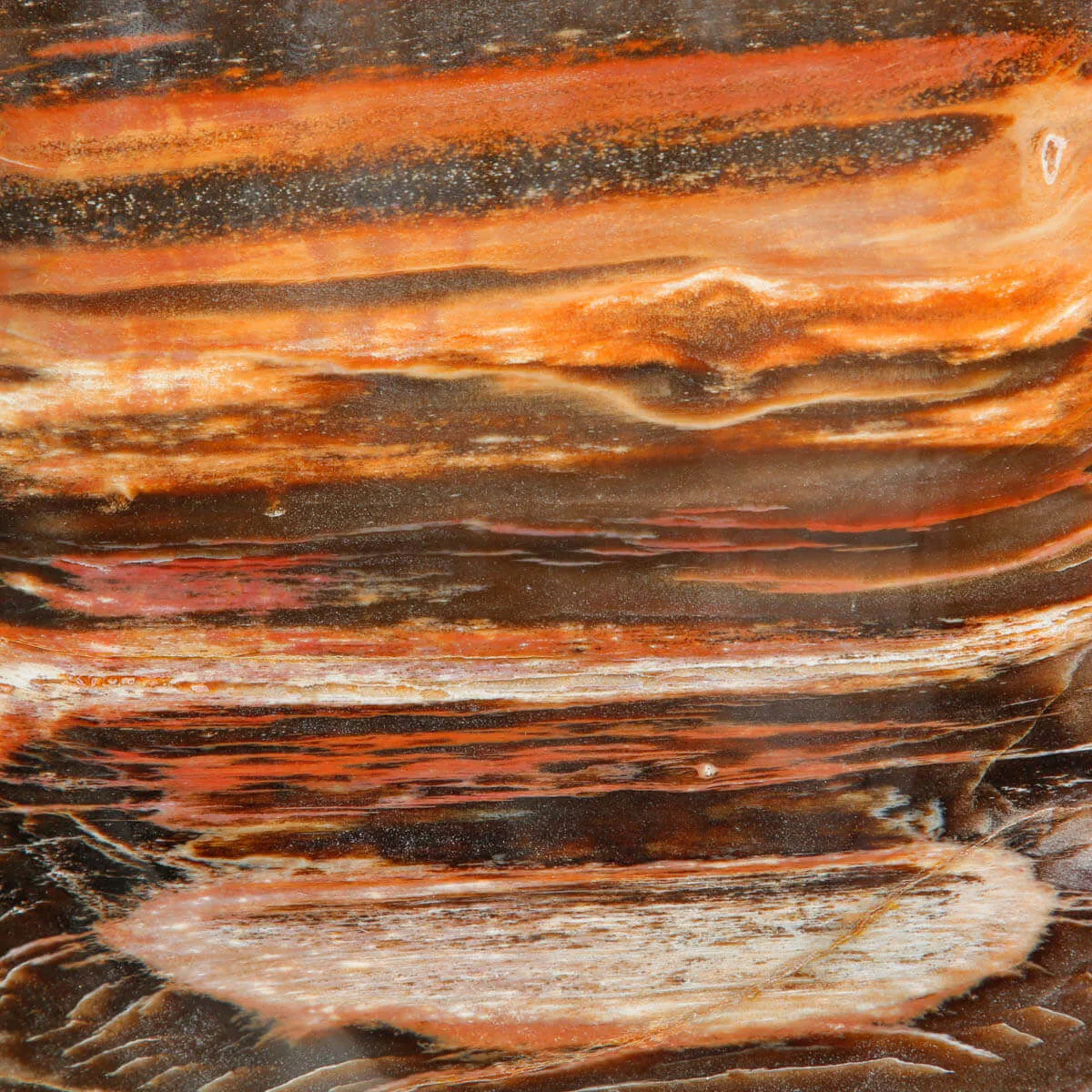 Legno Fossile del Madagascar – Testimonianza di un'era perduta.