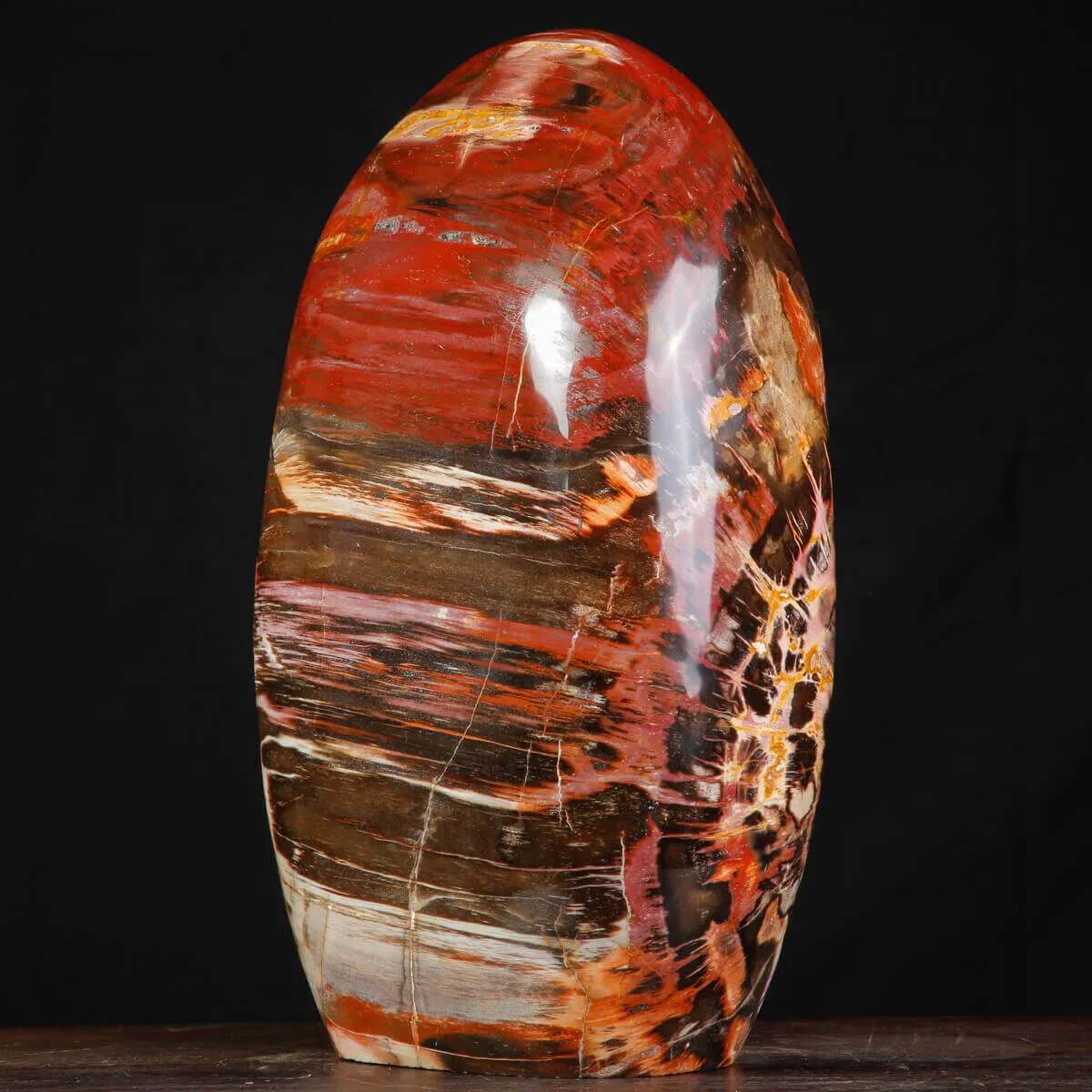 Legno Fossile del Madagascar – Testimonianza di un'era perduta.