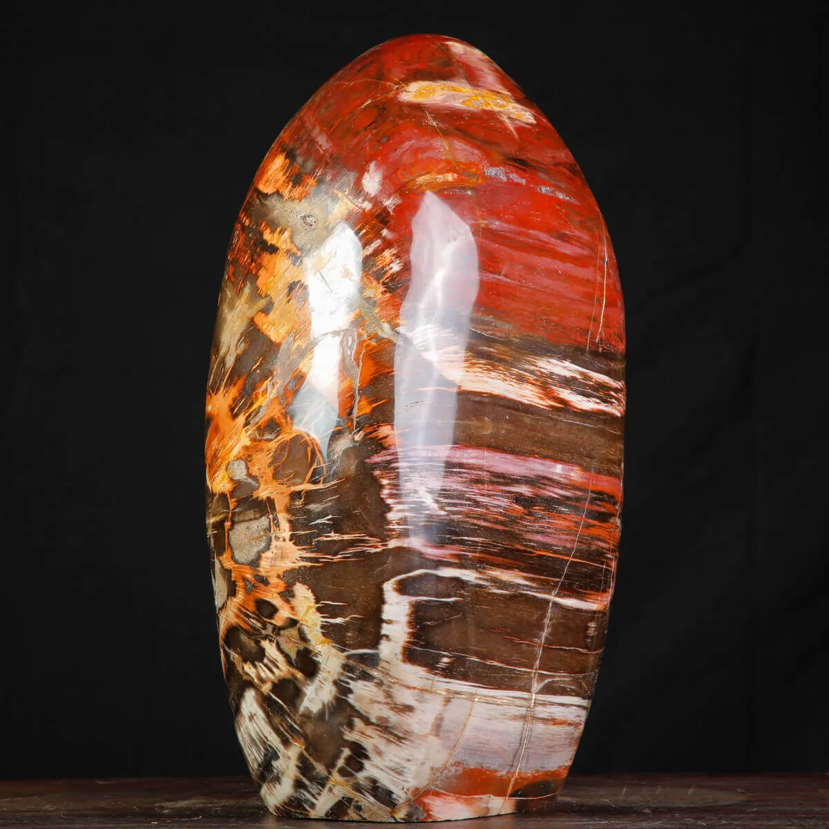 Legno Fossile del Madagascar – Testimonianza di un'era perduta.