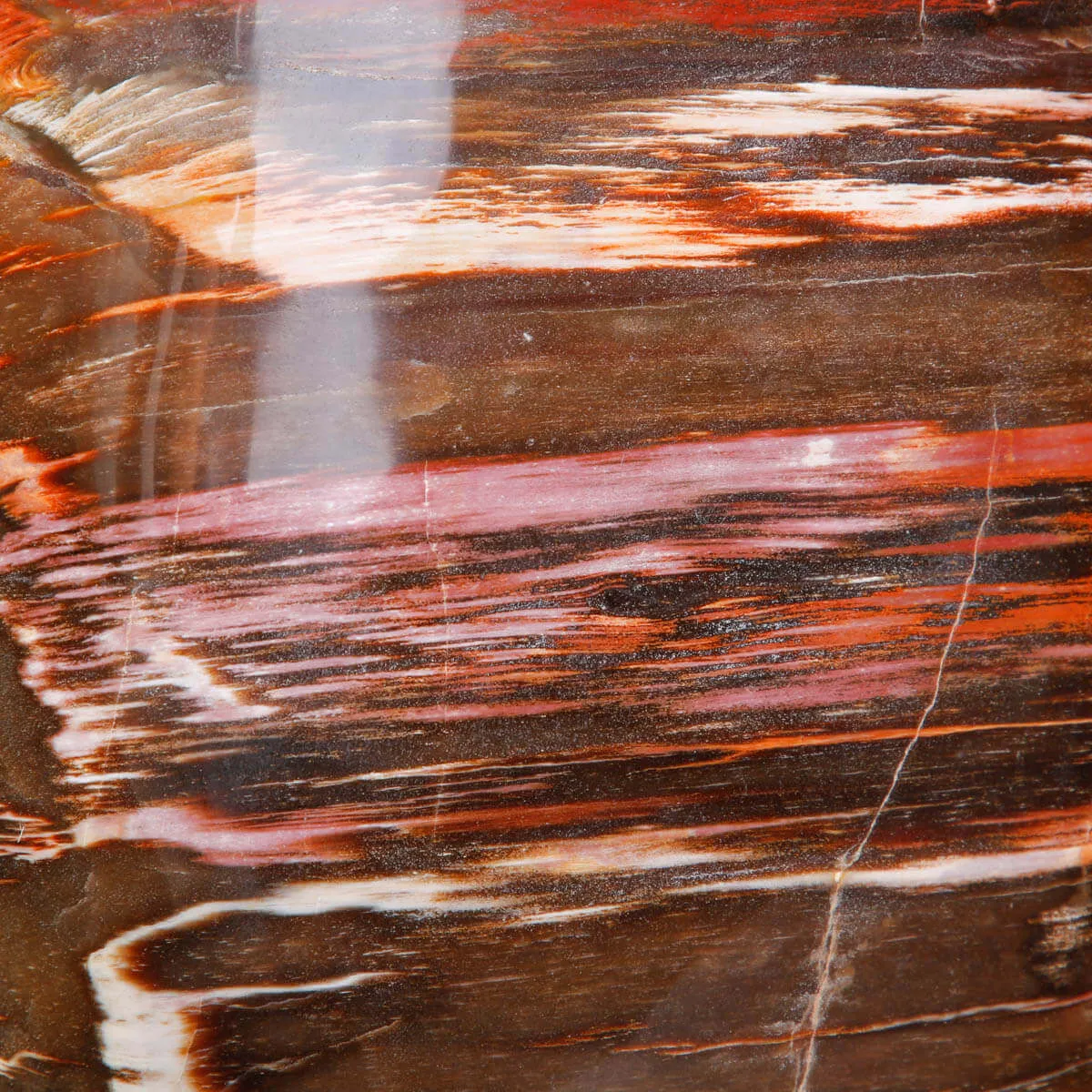 Legno Fossile del Madagascar – Testimonianza di un'era perduta.