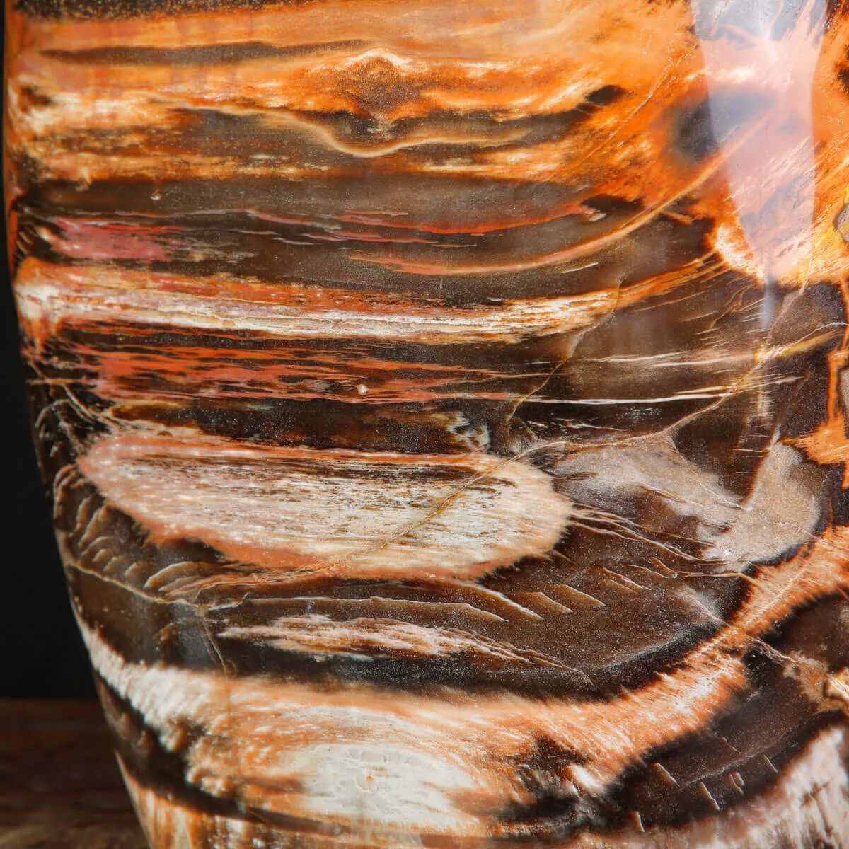 Legno Fossile del Madagascar – Testimonianza di un'era perduta.