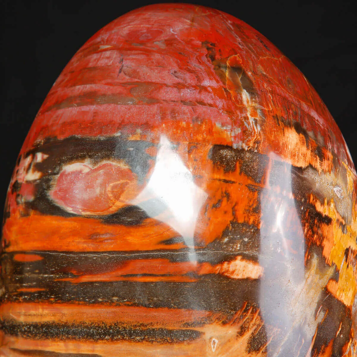 Legno Fossile del Madagascar – Testimonianza di un'era perduta.