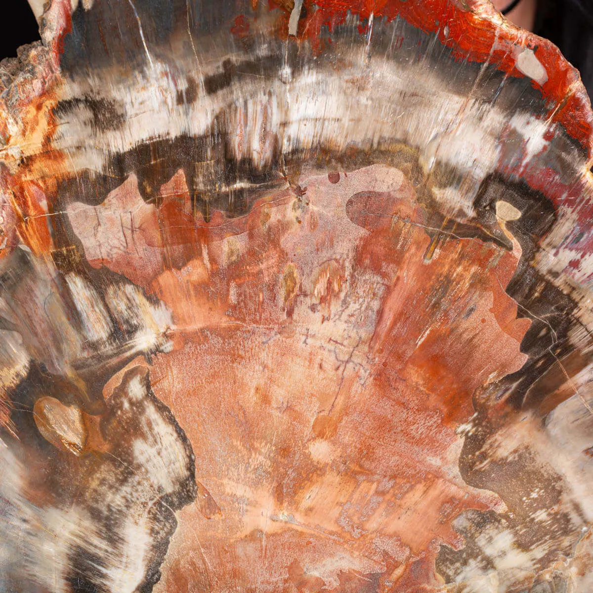 Un’Opera d’Arte Naturale: Legno Fossile.