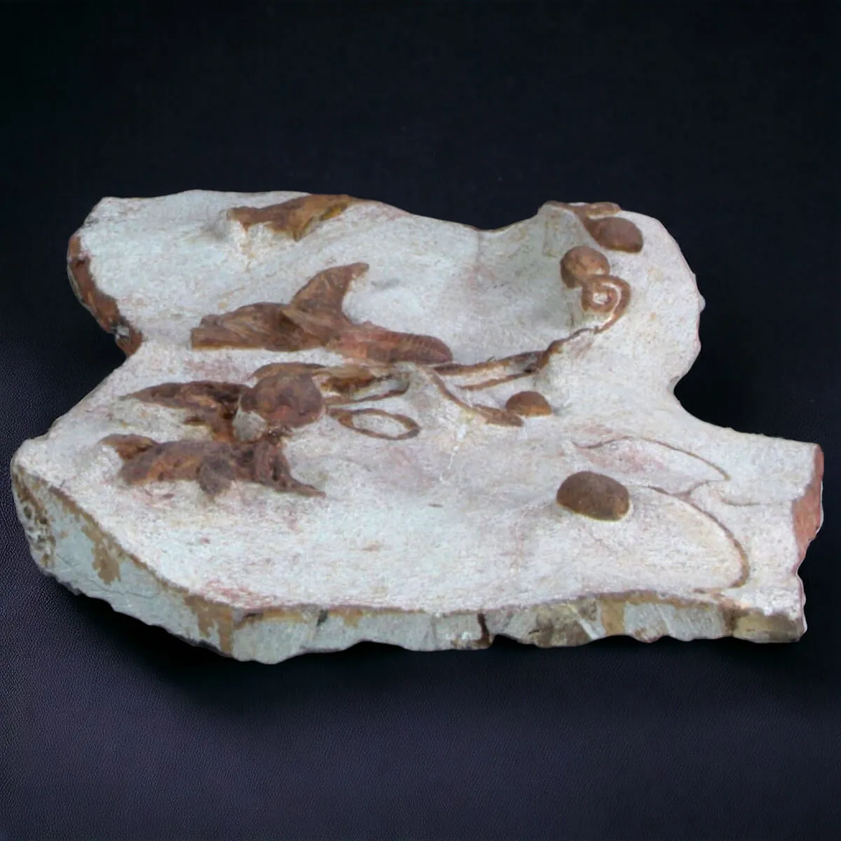Scyphocrinites Lobolite con Trilobiti
