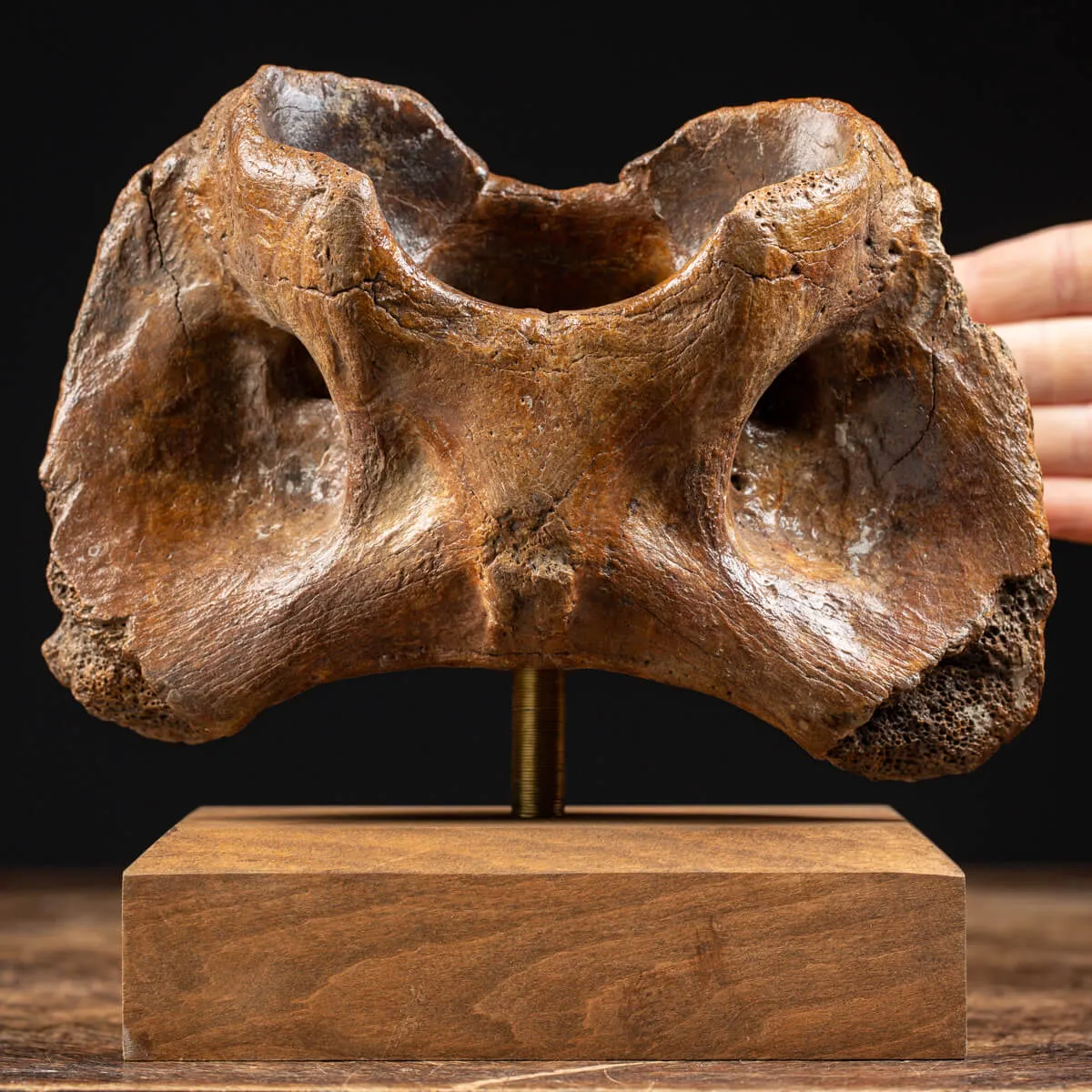 Vertebra Bison Priscus