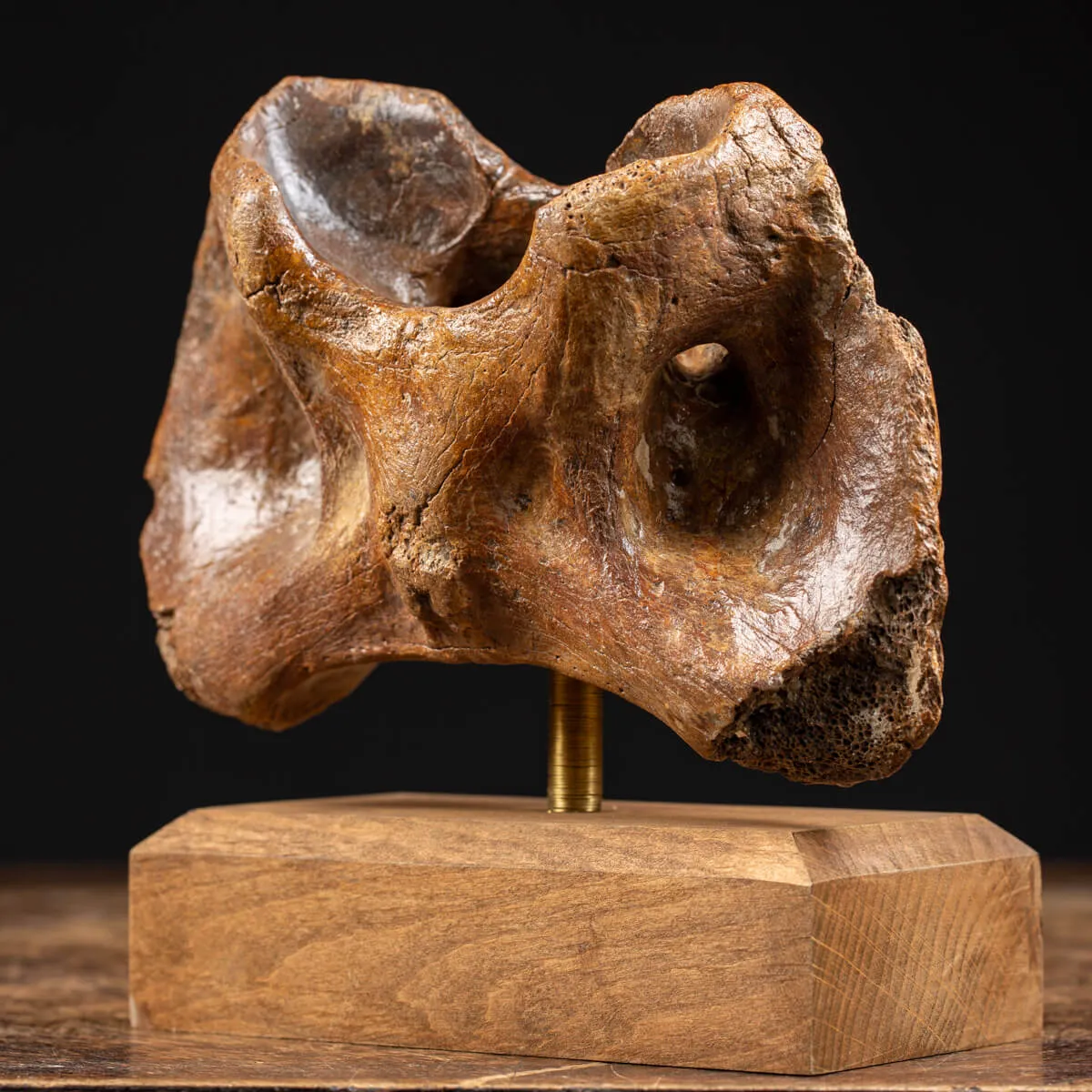 Vertebra Bison Priscus