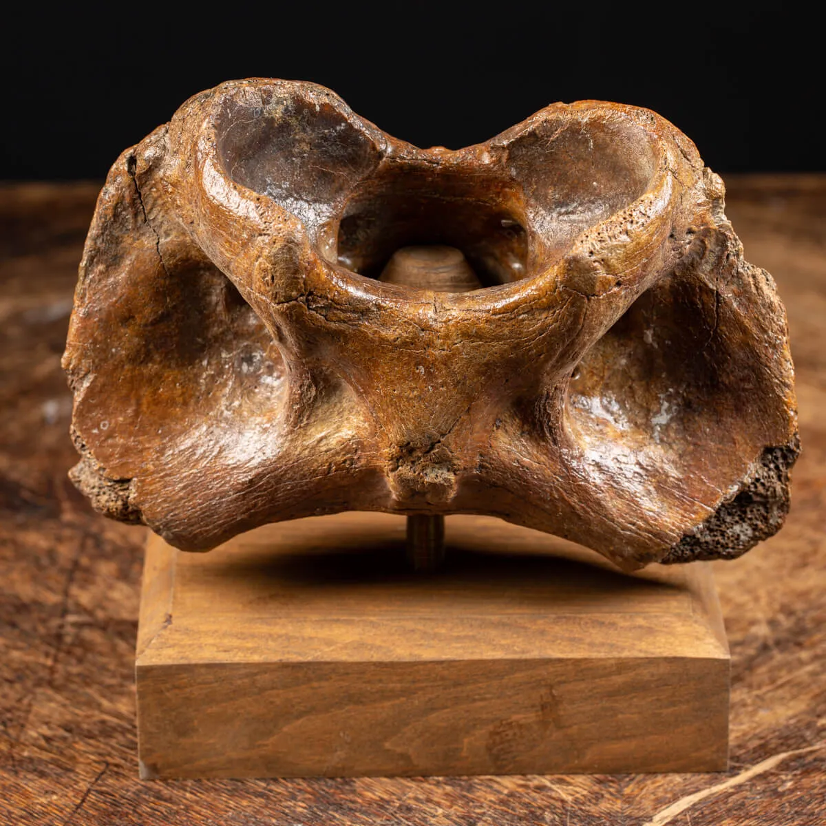 Vertebra Bison Priscus