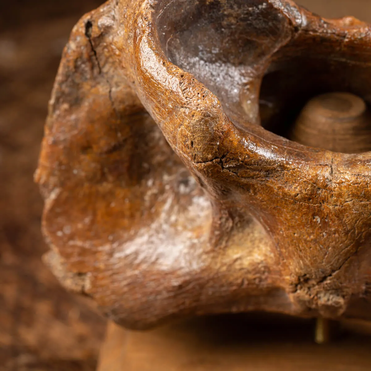 Vertebra Bison Priscus