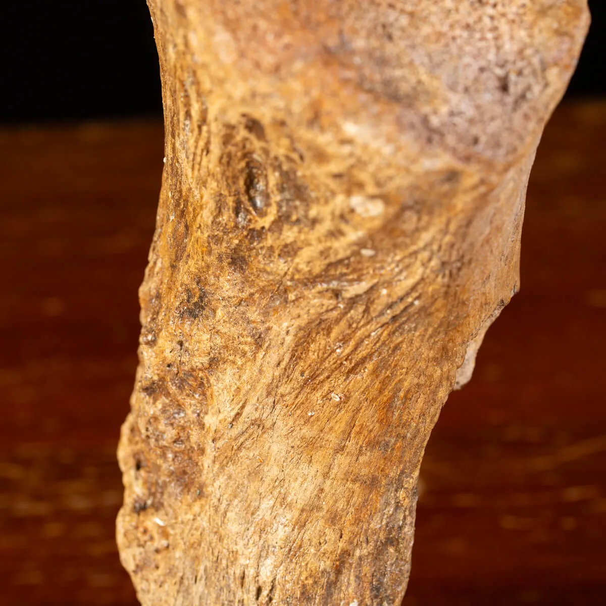 Eredità Congelata: Bacino di Mammuthus Primigenius.
